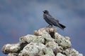 Black raven sitting on the stone. Moose stone with black bird. Black bird in the nature habitat. Raven on the rock. Wildlife scene