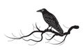 Black Raven Sitting on Tree Branch