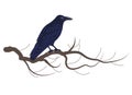 Black Raven  Sitting on Tree Branch Royalty Free Stock Photo