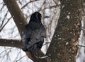 Black raven sitting at tree at snowfall