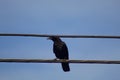 Black raven sitting on the wire with a blue sky over it Royalty Free Stock Photo