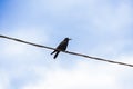 Black raven sitting on a wire Royalty Free Stock Photo