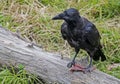 A black Raven steals a piece of food in Alaska.