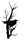 Black raven on tree branch silhouette design