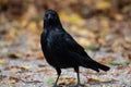 Black raven walking in an autumn park Royalty Free Stock Photo
