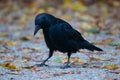 Black raven walking in an autumn park Royalty Free Stock Photo