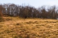 Raven walks over grass in evening sun in winter Royalty Free Stock Photo