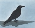 Black raven watercolor illustration, a crow artwork