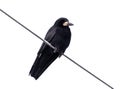 Black raven on a wire isolated on a white background Royalty Free Stock Photo