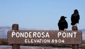 Black ravens on park sign