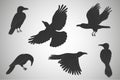 Black ravens set. Crow vector art. Flying birds vector illustration, flat style Royalty Free Stock Photo