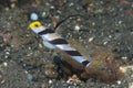 Black Rayed Shrimpgoby Stonogobiops nematodes