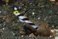 Black Rayed Shrimpgoby Stonogobiops nematodes