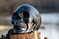 Black realistic carved stone skull with Astrophyllite blades from Russia on wood stump i Royalty Free Stock Photo