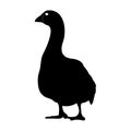 Black realistic silhouette of a goose isolated on white background. Vector illustration Royalty Free Stock Photo