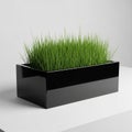 Black Rectangular Planter with Lush Green Grass on White Background container Royalty Free Stock Photo