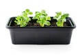 Black Rectangular Plastic Flower Pot for Seedlings Insulation on a White Background Royalty Free Stock Photo