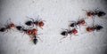 Black and red ants on metal surface.