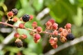 Black and red berries of the blackberry