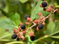 Black and red berries of the blackberry