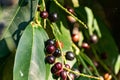 Black and red berries on the tree, like a large shrub with fruits