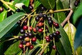 Black and red berries on the tree, like a large shrub with fruits