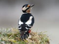 Woodpecker sitting in the grass