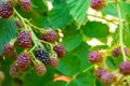 Black and red blackberries ripen on the bush