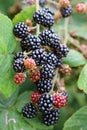 Black and red blackberry fruits in close up Royalty Free Stock Photo