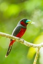 Black-and-red Broadbill Royalty Free Stock Photo