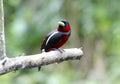 Black and red Broadbill Cymbirhynchus macrorhynchos Royalty Free Stock Photo