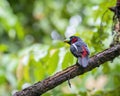 Black and Red Broadbill perching eye level on tree branch Royalty Free Stock Photo