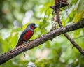 Black and Red Broadbill perching eye level on tree branch Royalty Free Stock Photo
