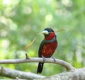 Black-and-Red Broadbill Royalty Free Stock Photo