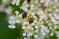 Black and red bug