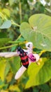 A black red bug in the pink flower Royalty Free Stock Photo