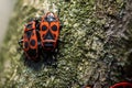 The black red bug (Pyrrhocoris apterus Linnaeus, 1758) Royalty Free Stock Photo