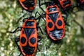 The black red bug (Pyrrhocoris apterus Linnaeus, 1758) Royalty Free Stock Photo