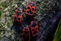 The black red bug (Pyrrhocoris apterus Linnaeus, 1758) Royalty Free Stock Photo