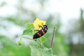 Black and red bug on yellow flower in the garden. Insects Royalty Free Stock Photo