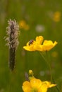 Black and red bug on a yellow flower plant in a field Royalty Free Stock Photo