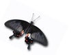 Black red butterfly Royalty Free Stock Photo