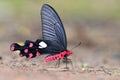 Black and Red Butterfly Royalty Free Stock Photo