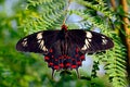 Butterfly Crimson rose or Pachliopta hector on green leaves