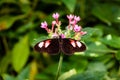 Black and Red Butterfly Feeding on a Pink Flower Royalty Free Stock Photo