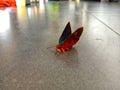 black red butterfly on the floor Royalty Free Stock Photo