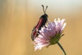 Black and Red Butterfly on a Flower Royalty Free Stock Photo