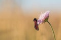 Black and Red Butterfly on a Flower Royalty Free Stock Photo