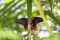 Black and Red Butterfly on Flower with Tropical Leaves Royalty Free Stock Photo