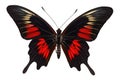 black-red butterfly Papilio Rumanzovia, generated by AI Royalty Free Stock Photo